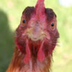 Meet your Posher, Efrain